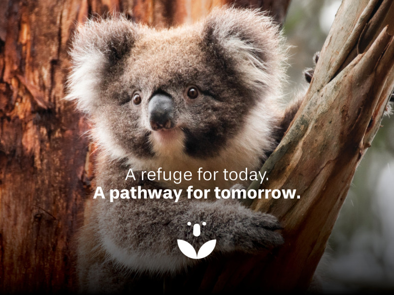 MW Website Content Koala Sanctuary 3